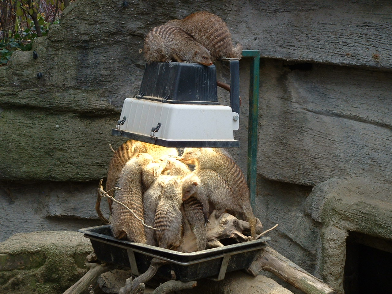 Banded Mongoose - Vienna 2006