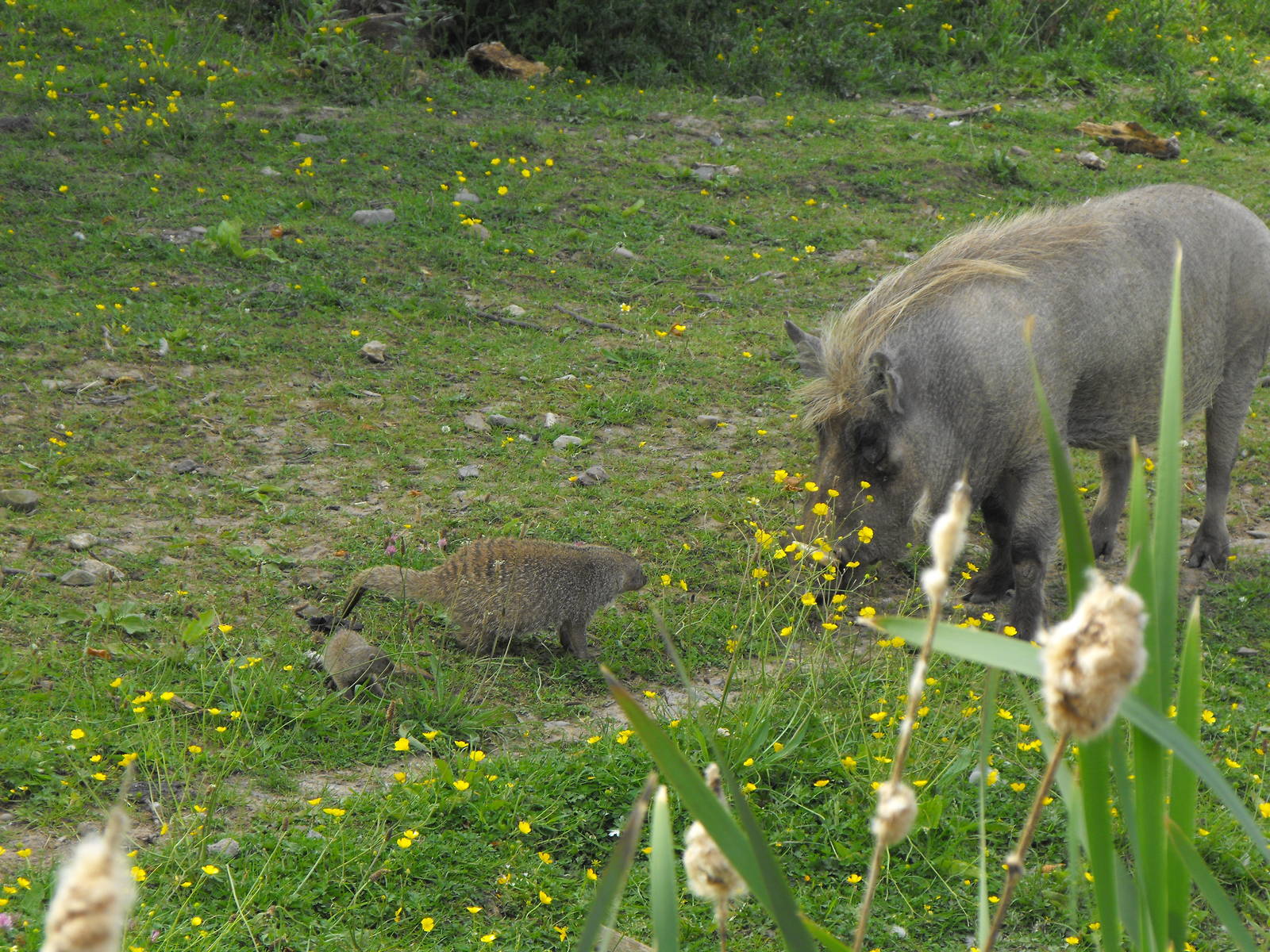 Banded Mongoose Vs Warthog