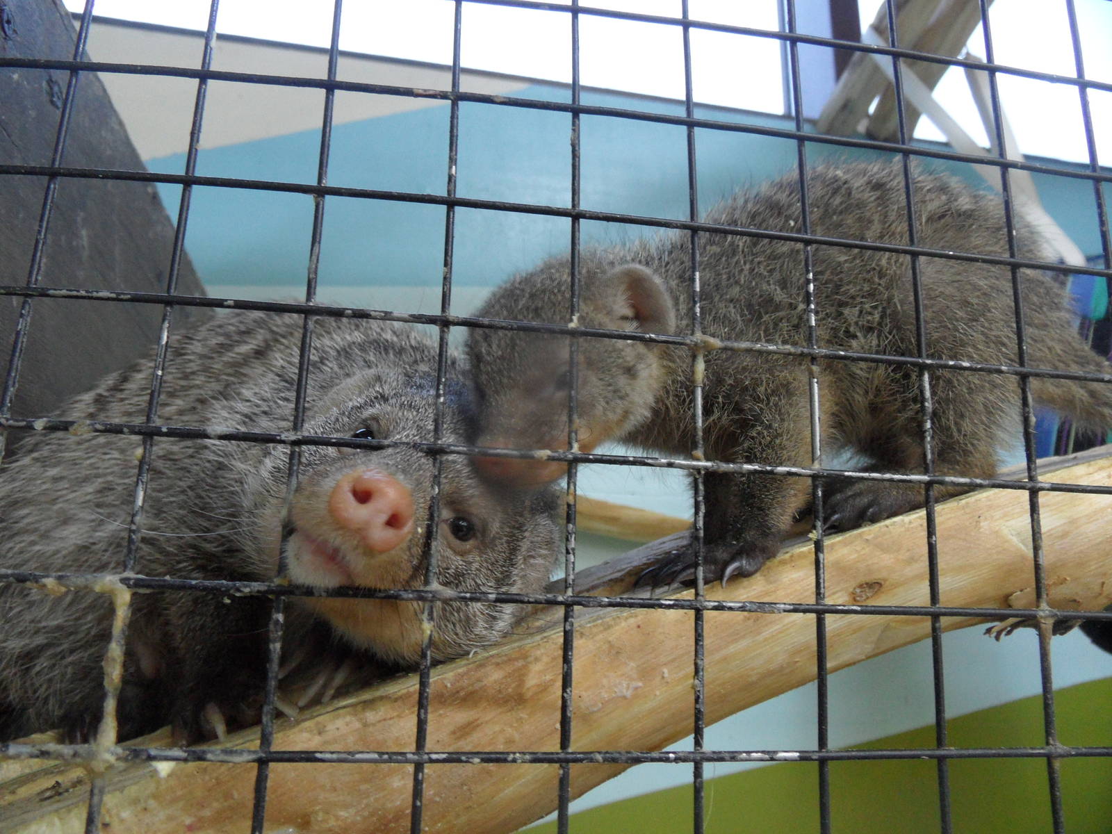 Banded mongoose with baby