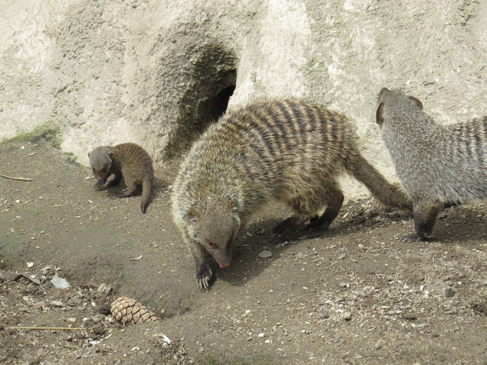 Banded mongoose with young, June 2015.