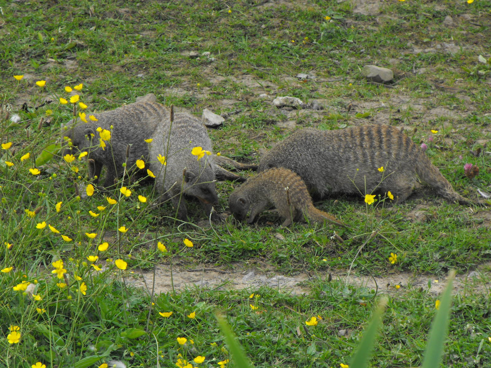 Banded Mongoose Young
