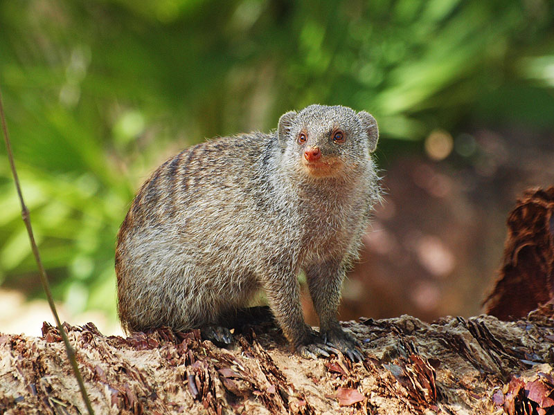 Banded mongoose - Zoo Barcelona