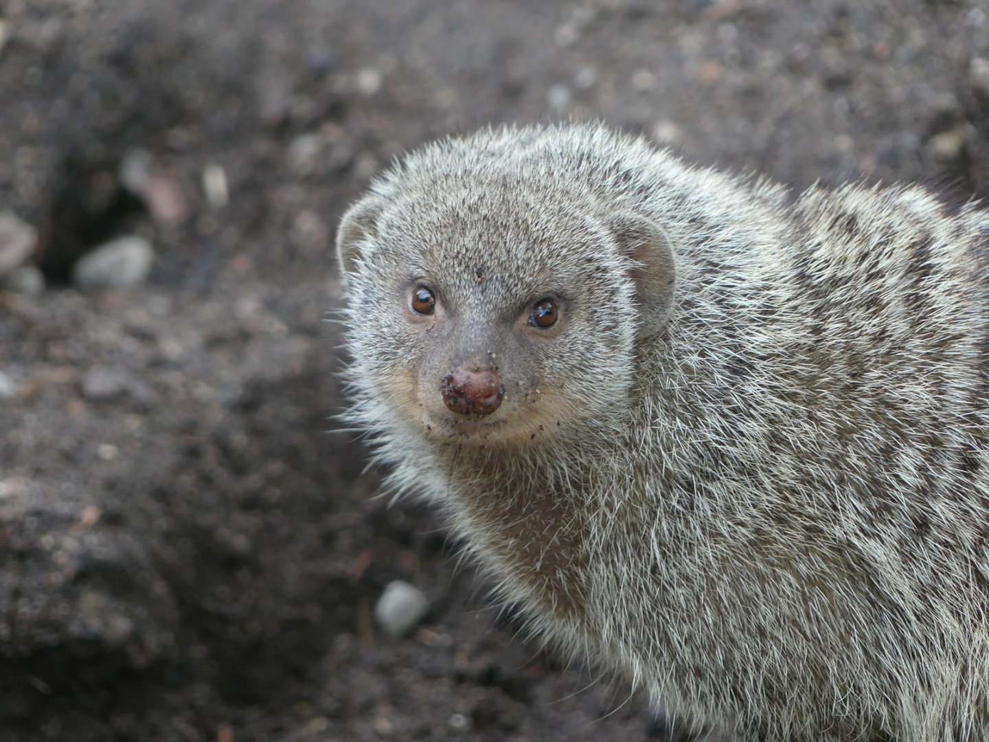 Banded Mongoose - Zoo København - 26.05.25