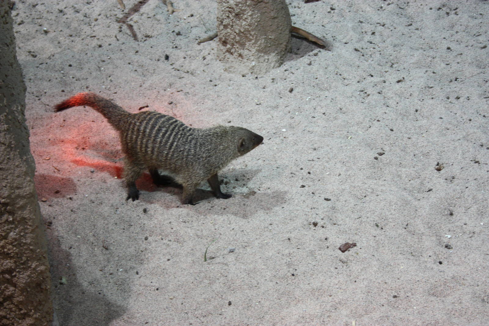 Banded Mongoose