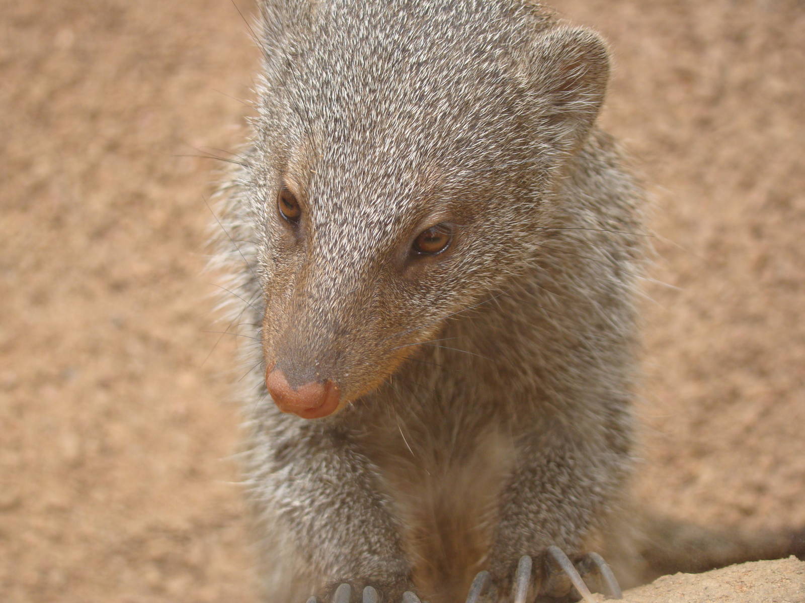 Banded Mongoose