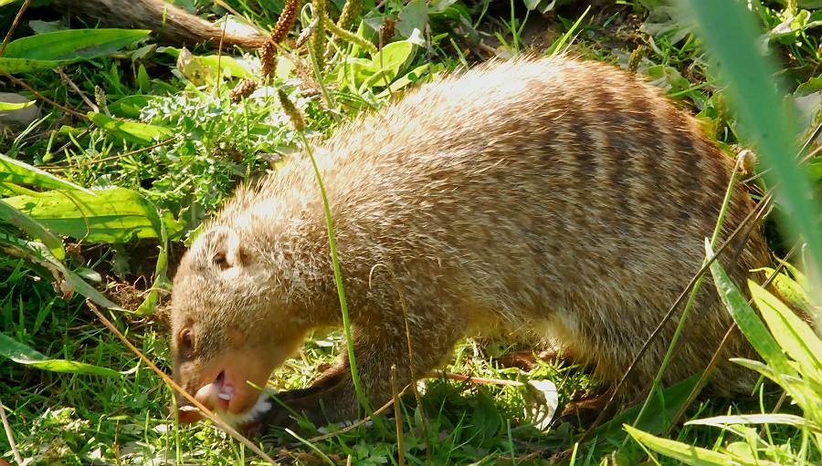 BANDED MONGOOSE