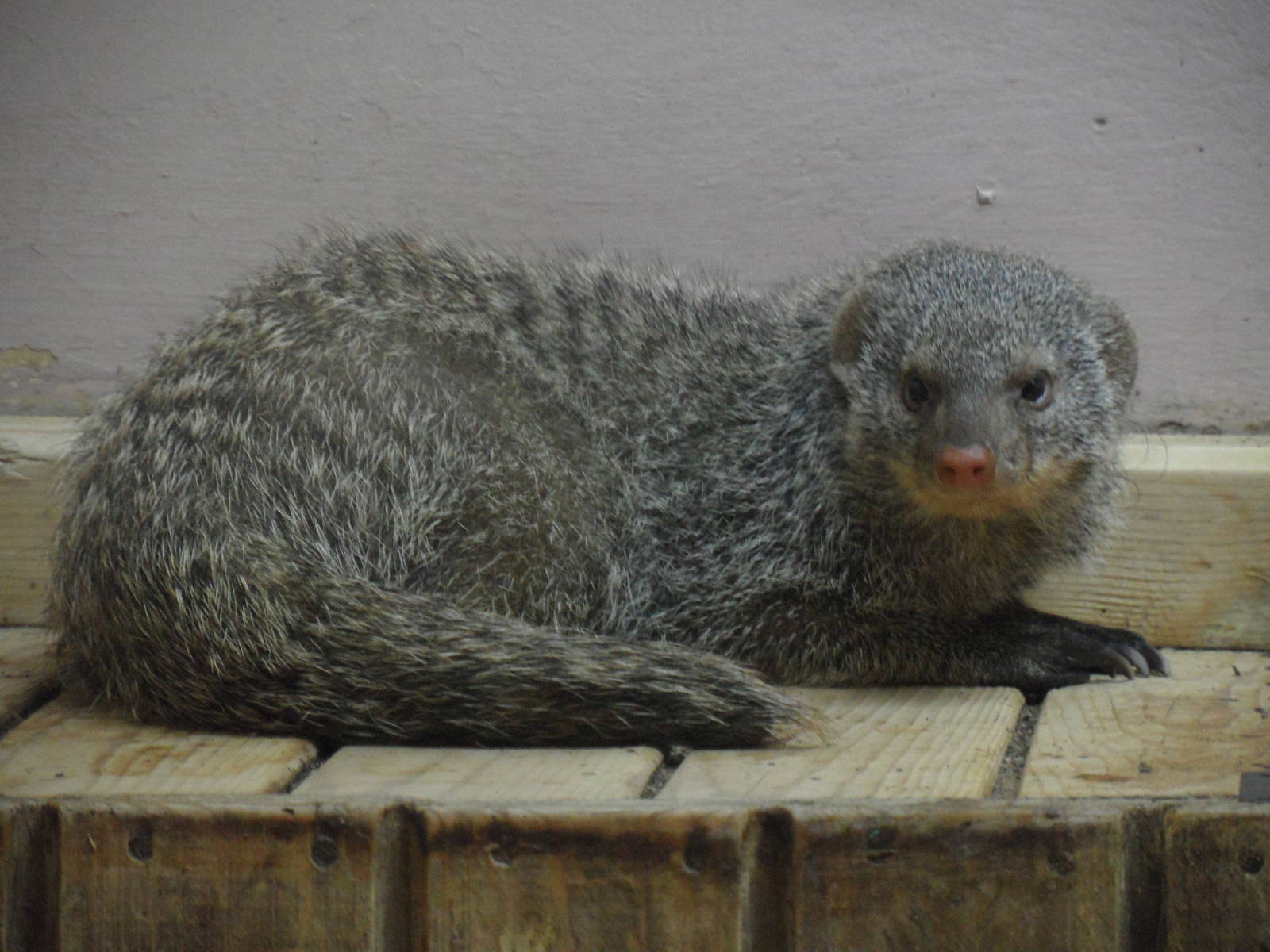 Banded mongoose