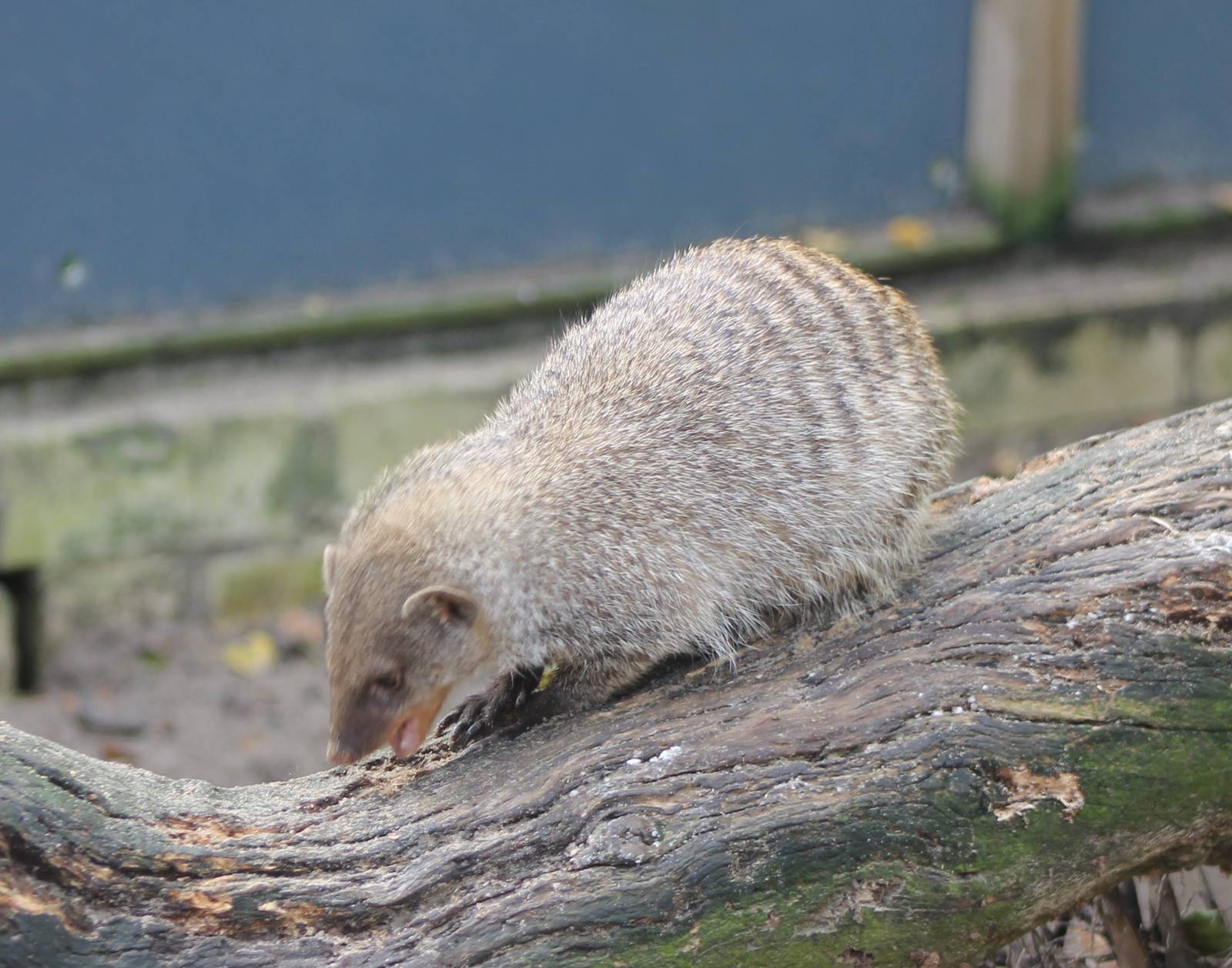 Banded mongoose