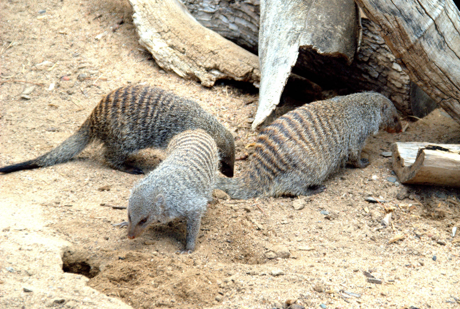 Banded mongoose