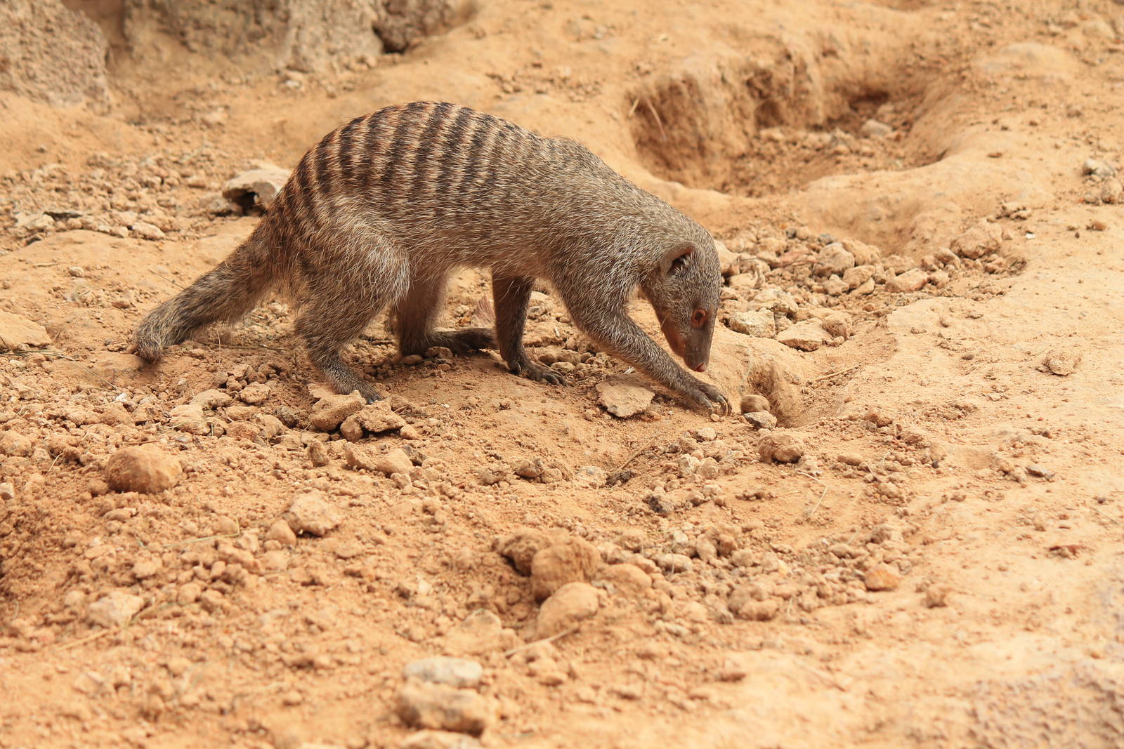 Banded Mongoose