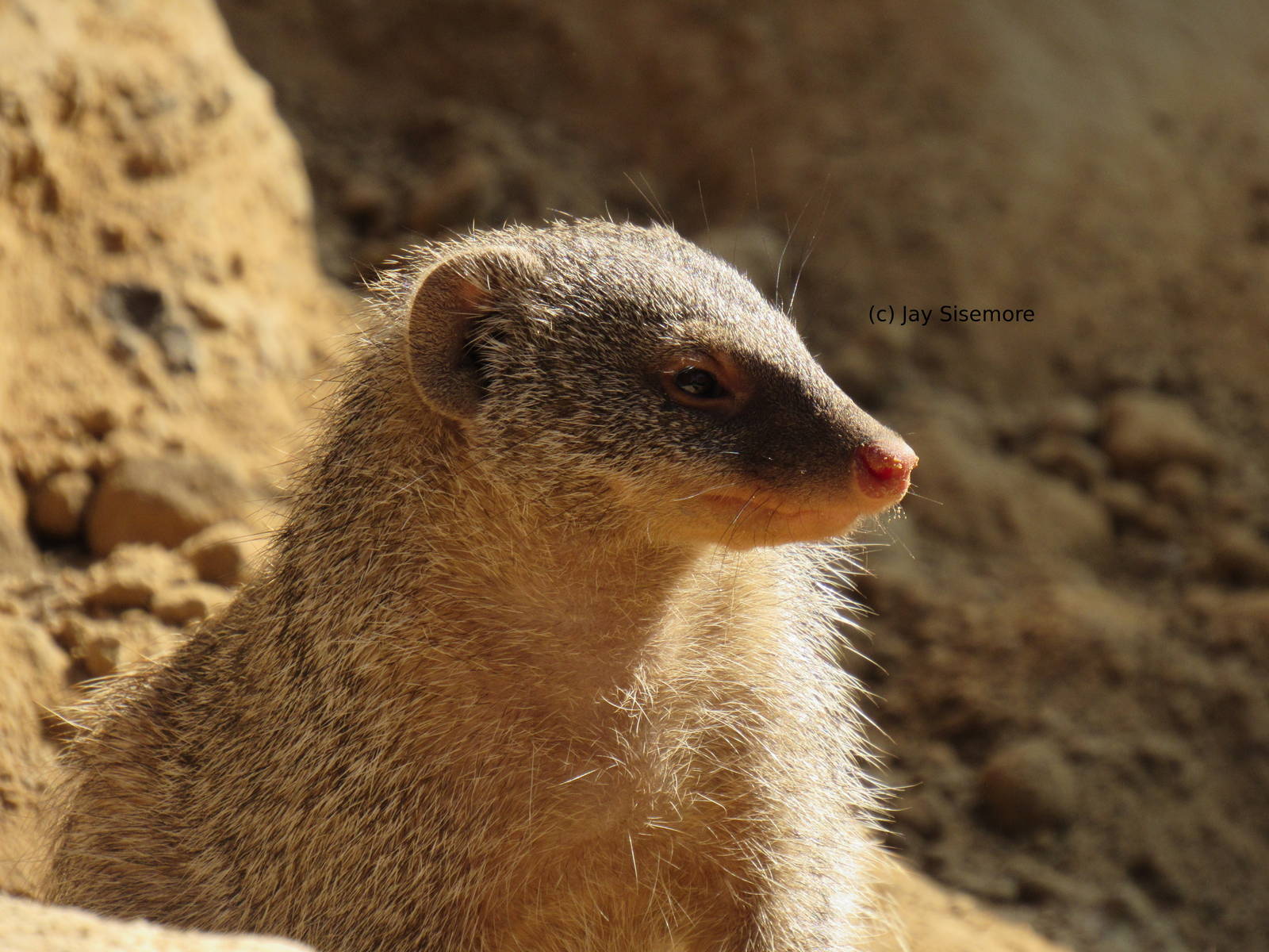 Banded Mongoose