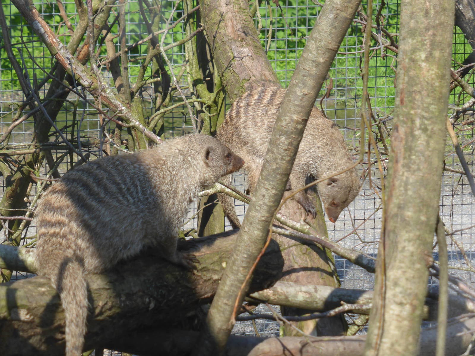 Banded mongoose