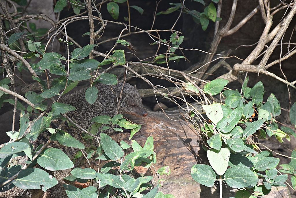 Banded mongoose