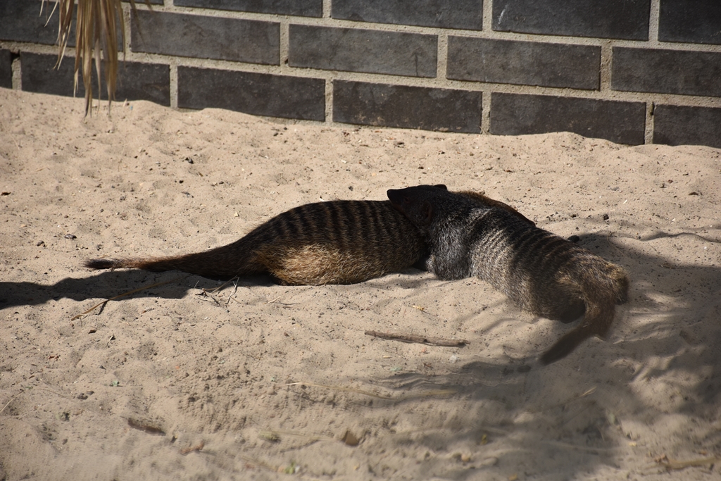 Banded mongoose