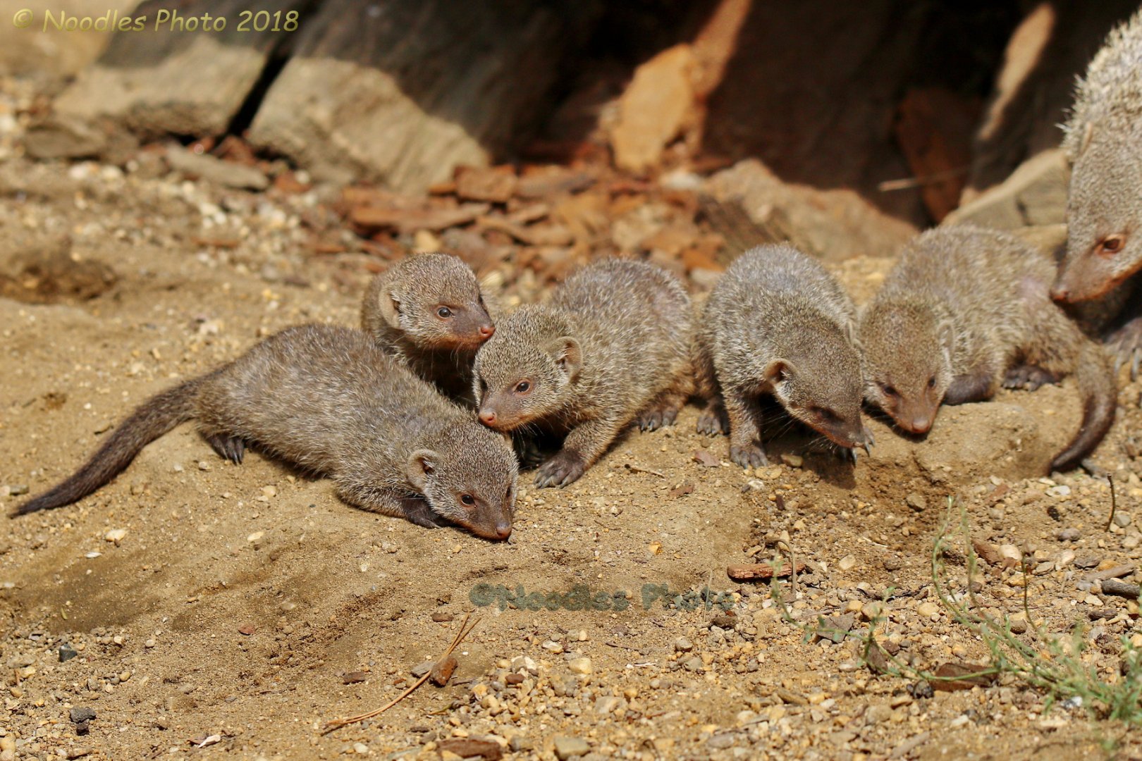 Banded mongoose