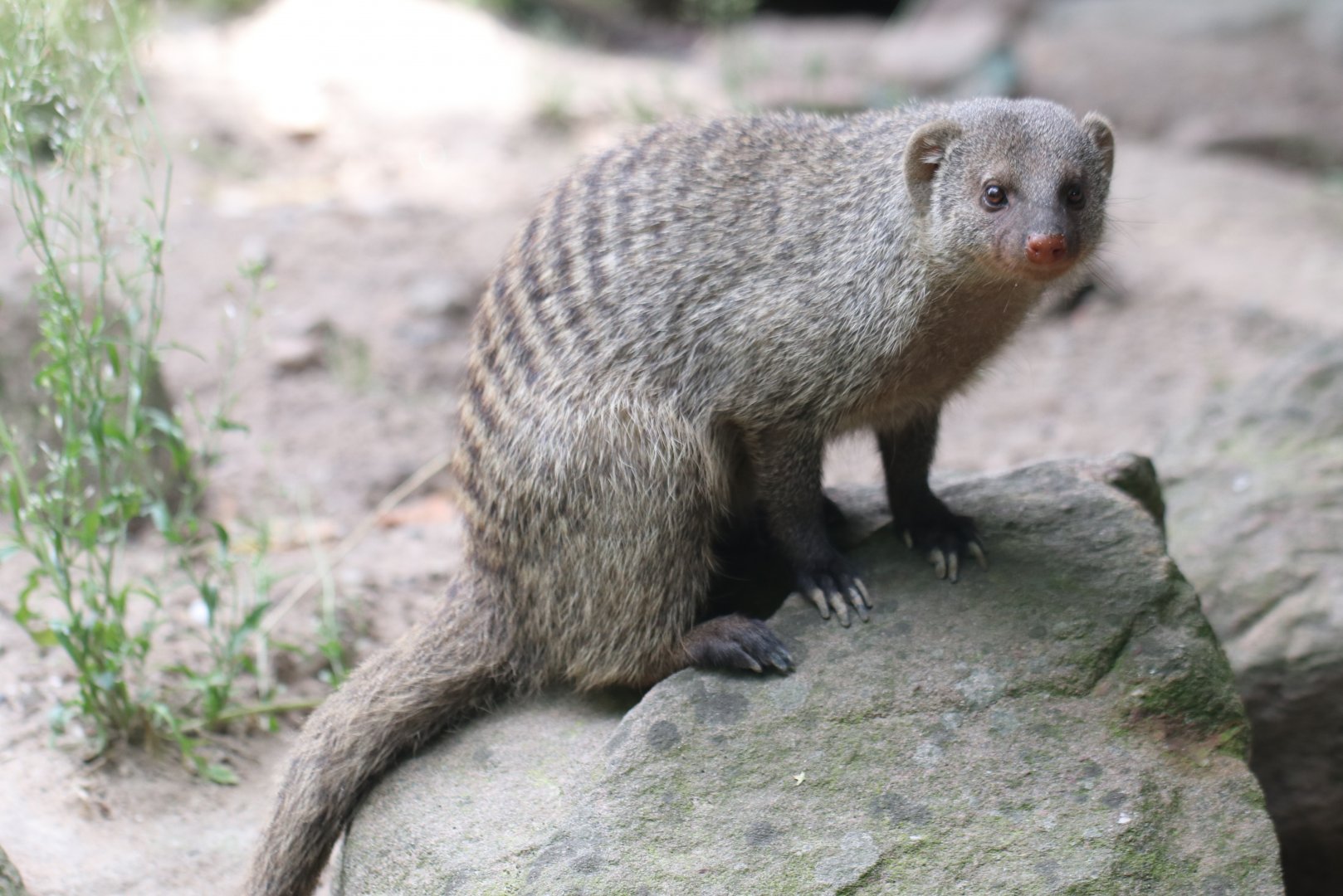 Banded mongoose