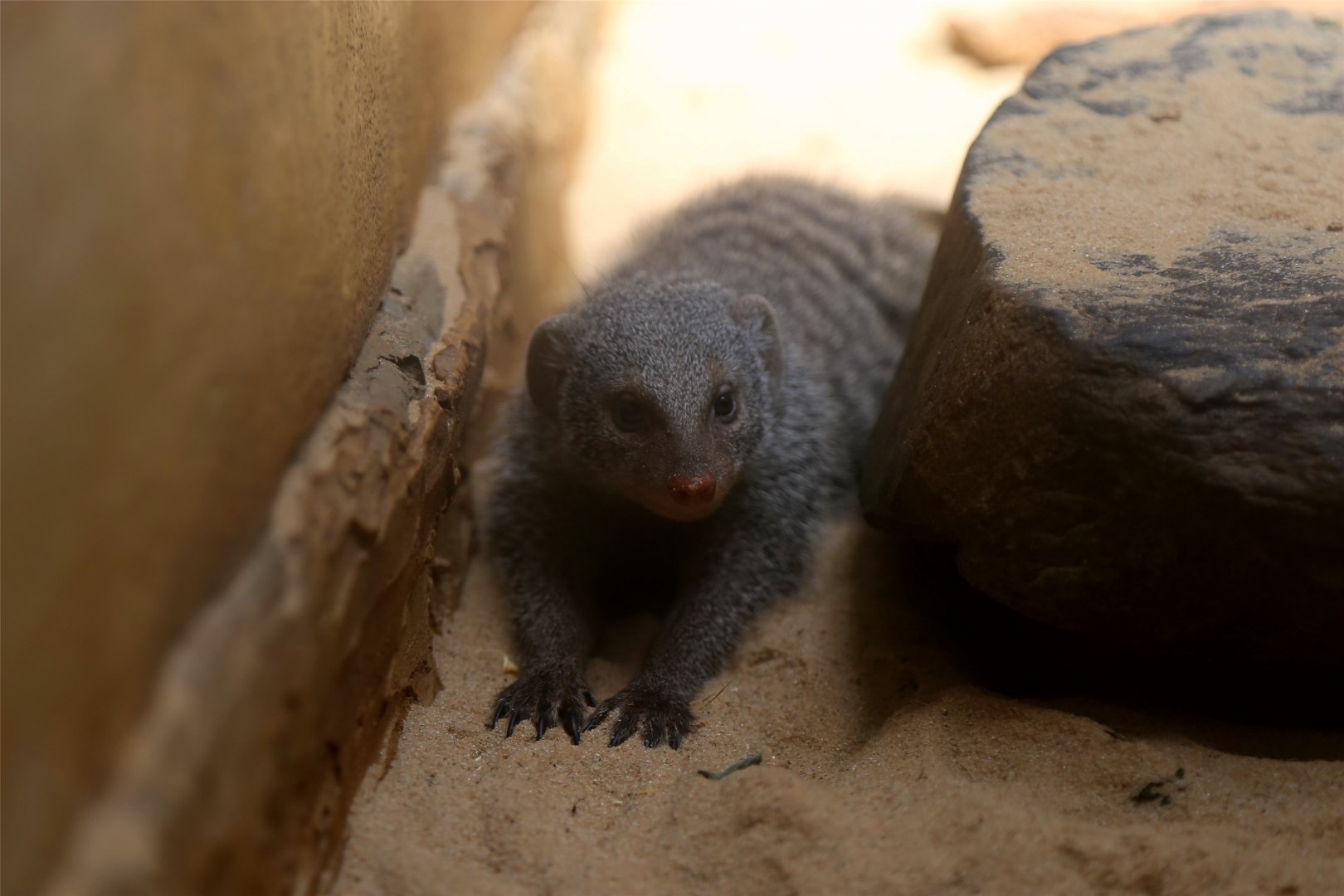 Banded Mongoose