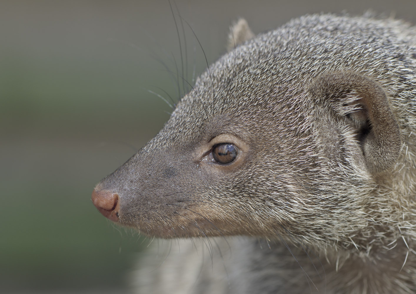 Banded mongoose