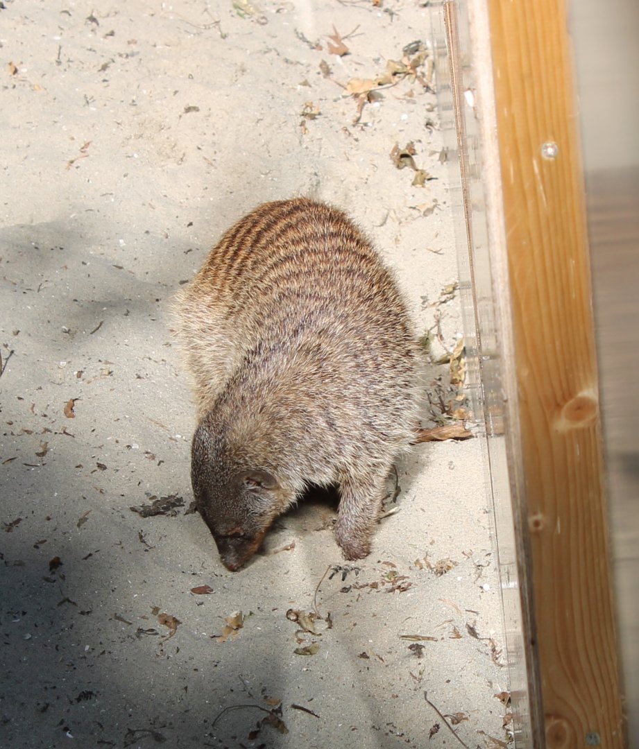 Banded mongoose