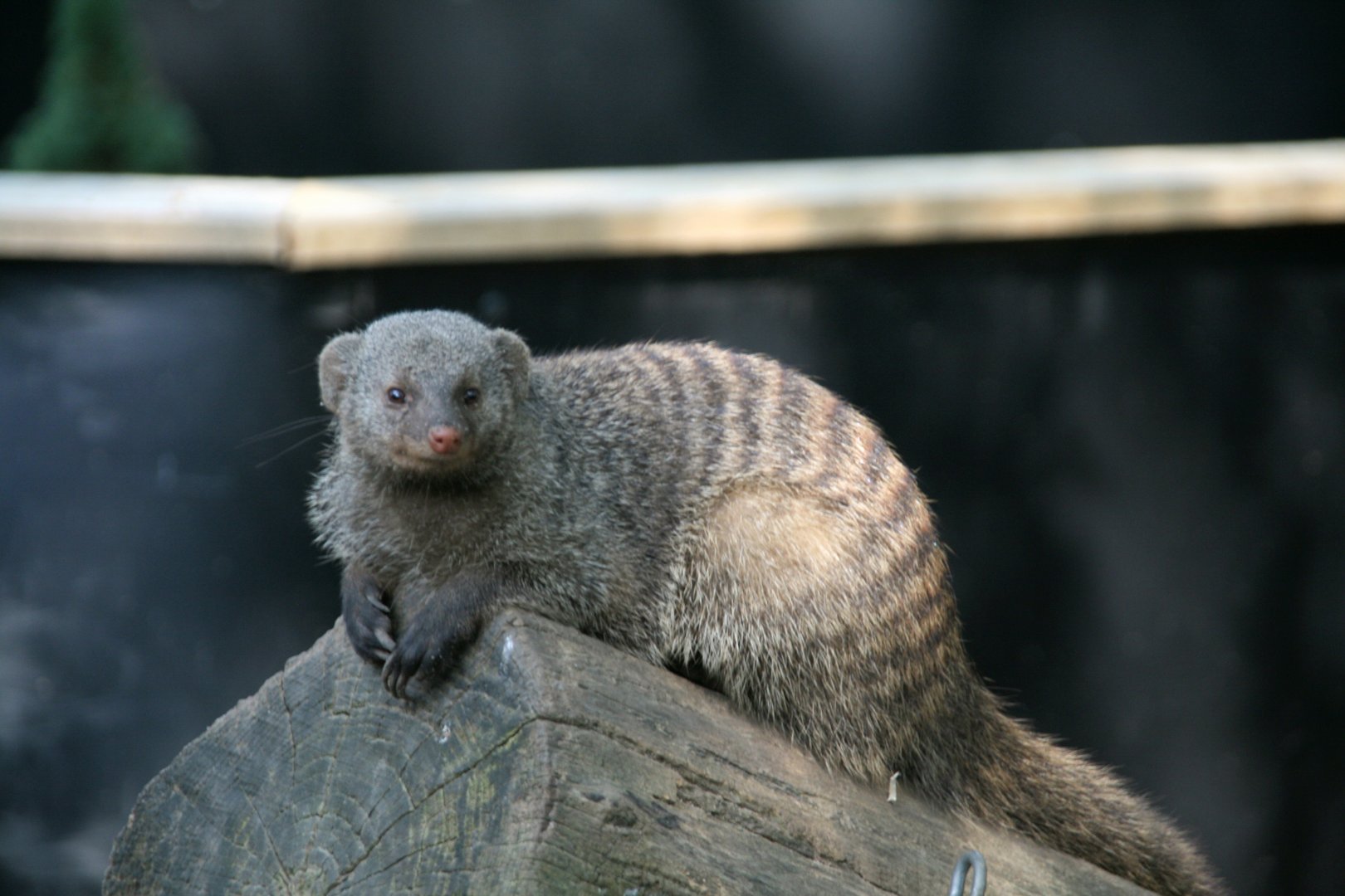 Banded mongoose