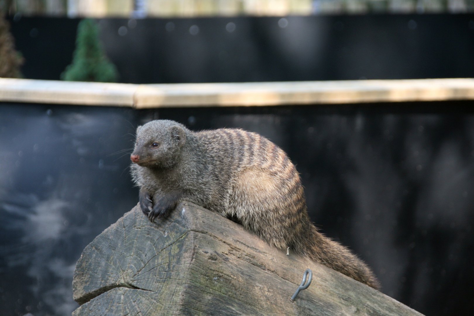 Banded mongoose