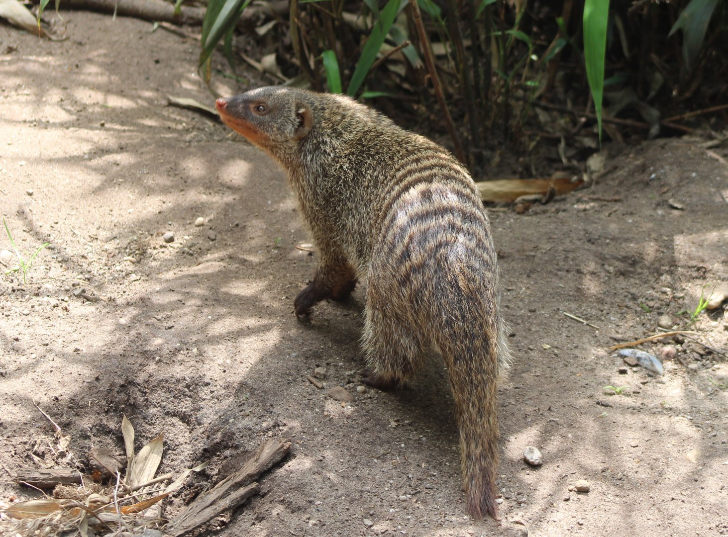 Banded mongoose