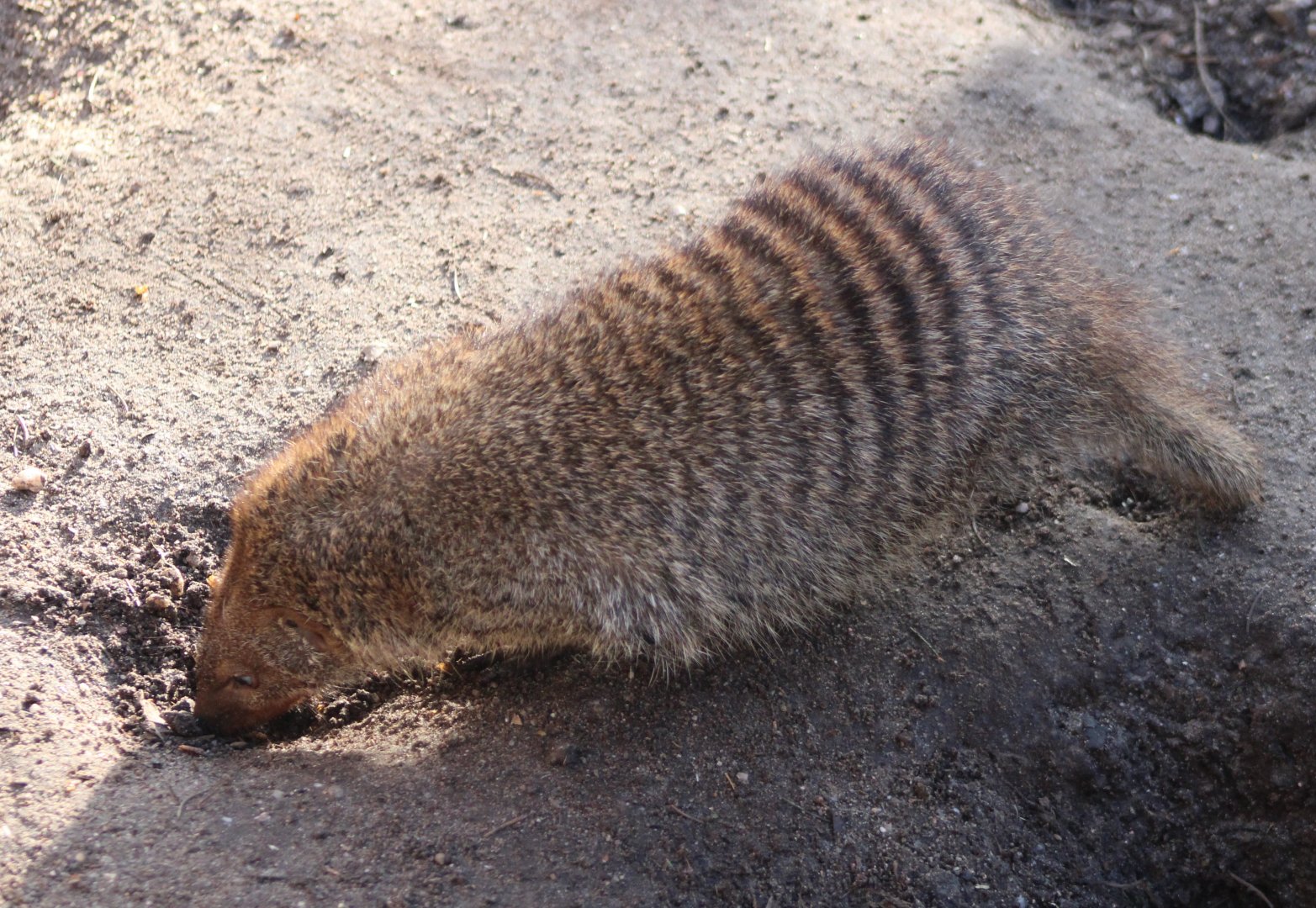 Banded mongoose