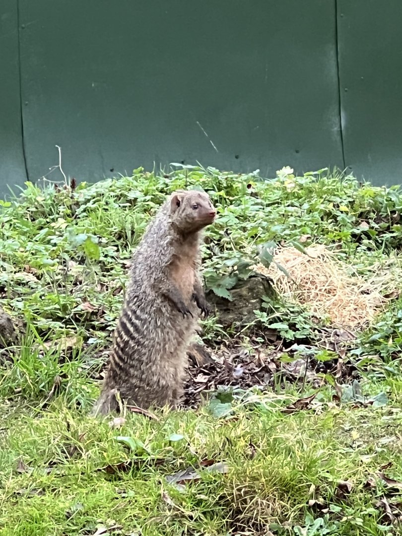 Banded mongoose