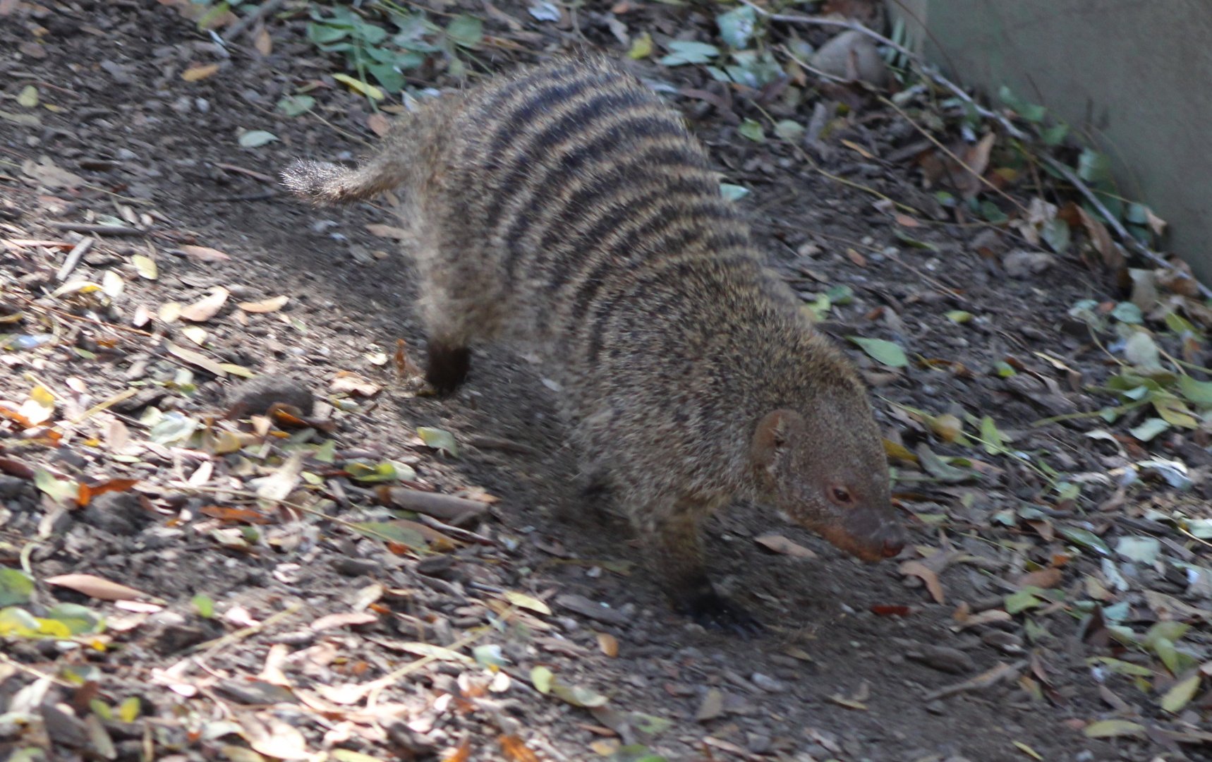 Banded mongoose