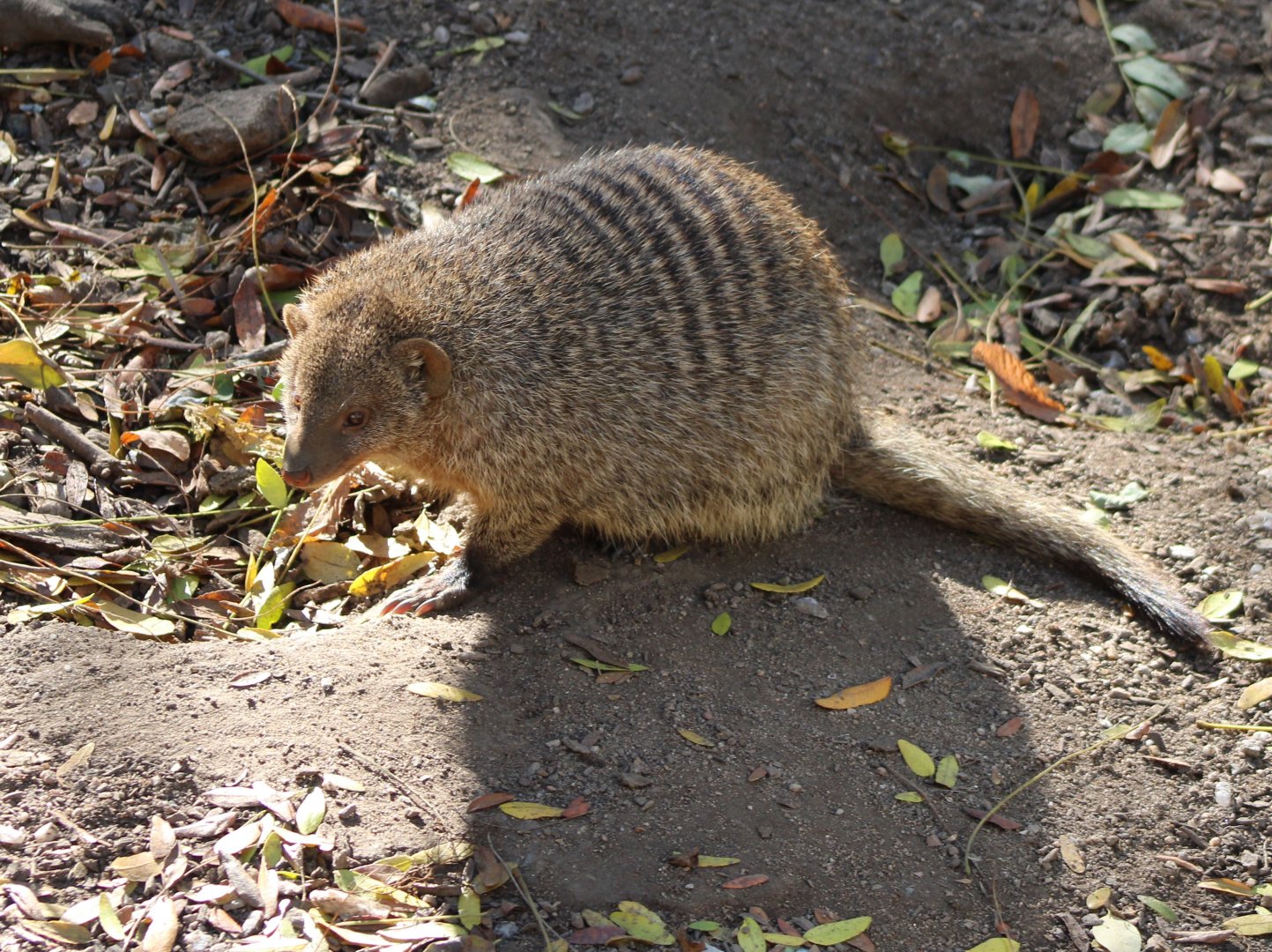 Banded mongoose