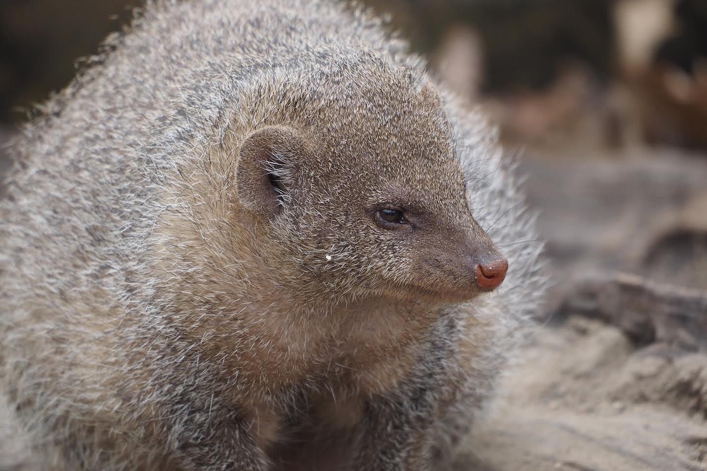 Banded mongoose