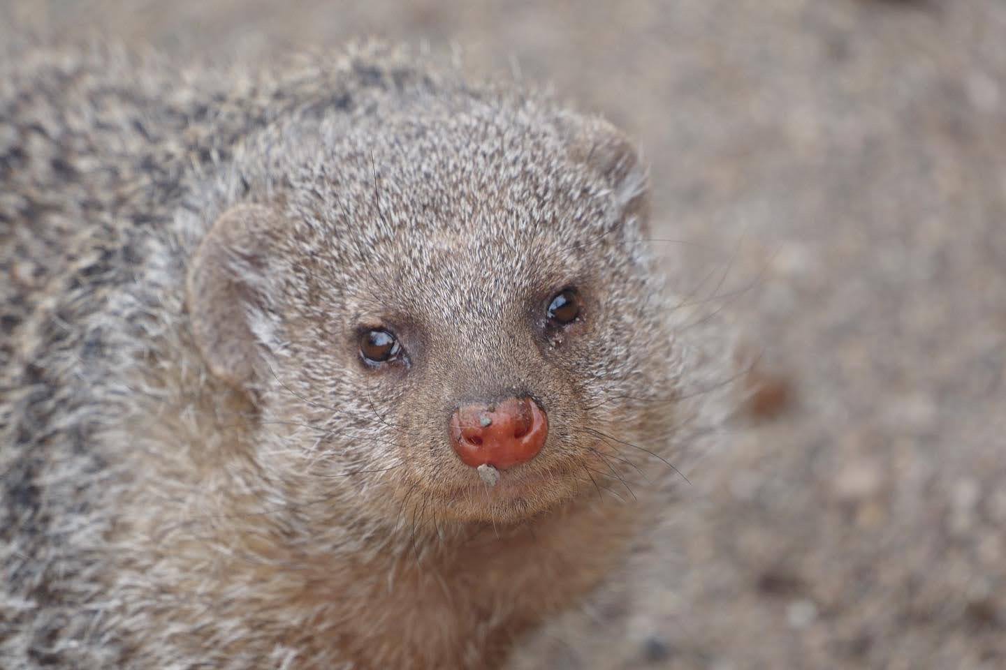 Banded mongoose
