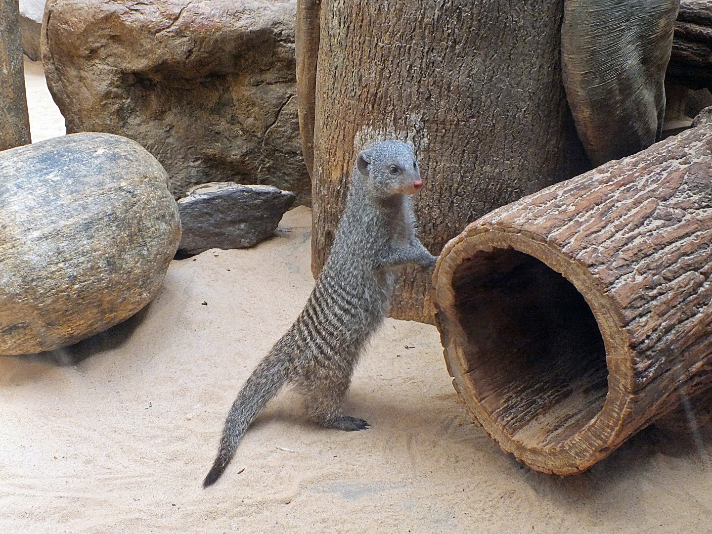 Banded mongoose