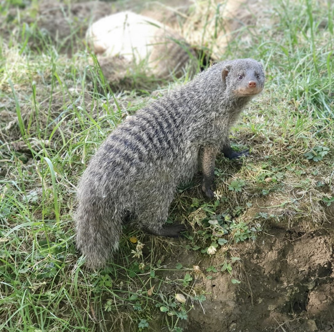 Banded mongoose
