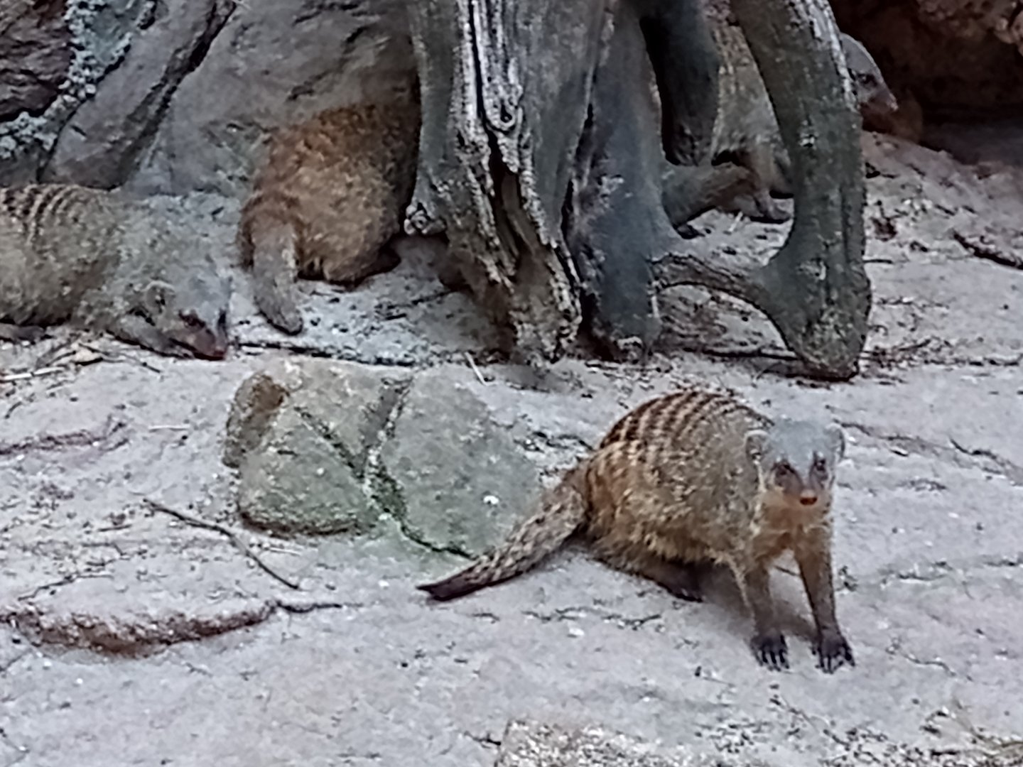 Banded mongoose