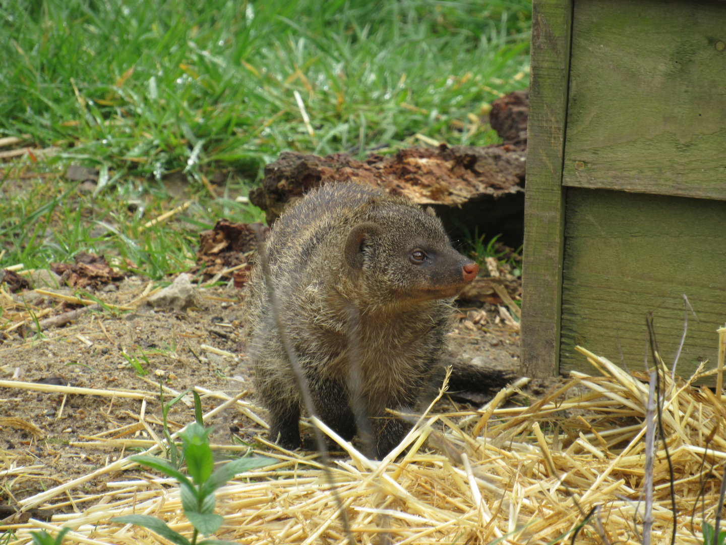 Banded Mongoose