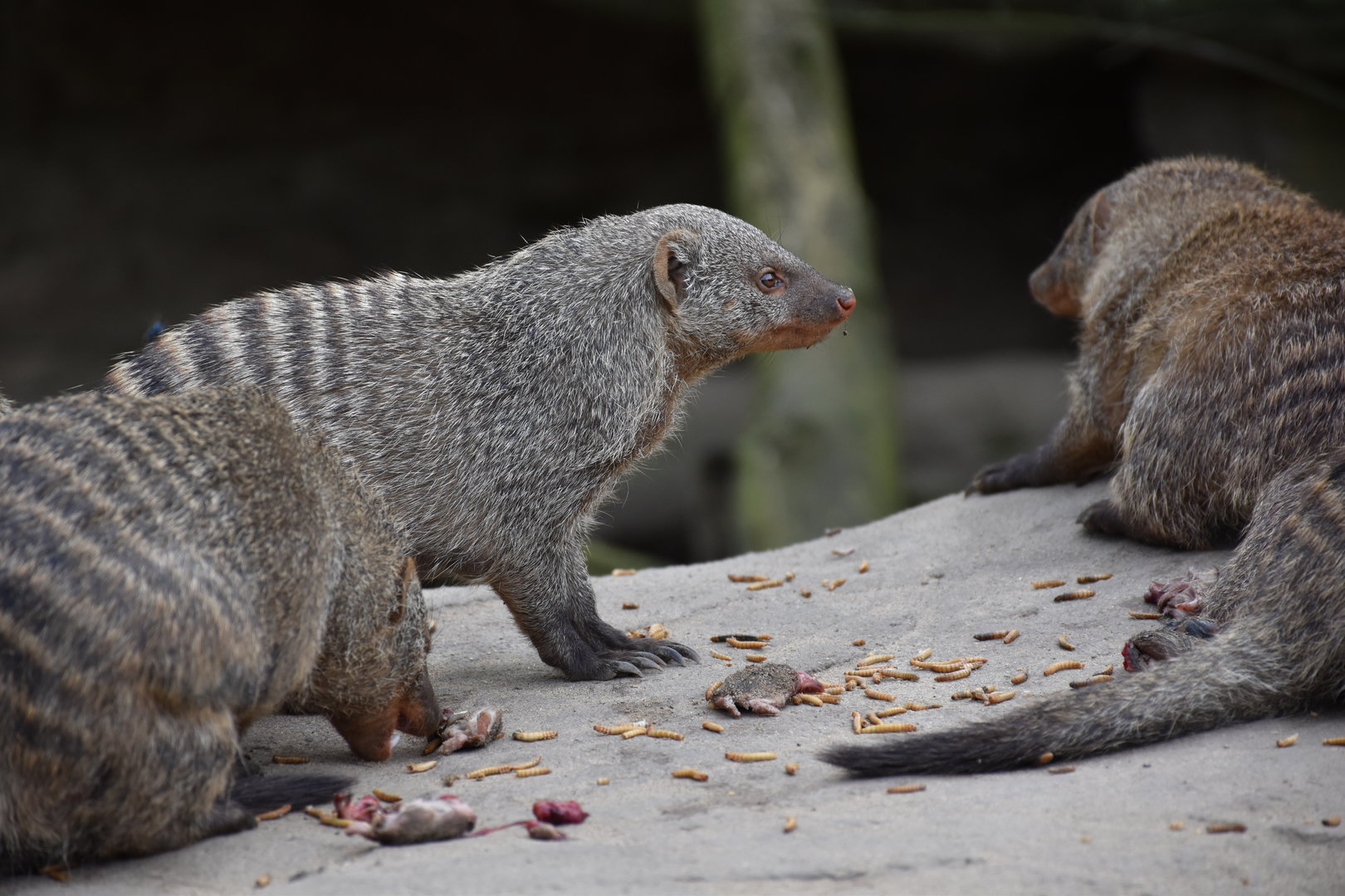 Banded mongoose