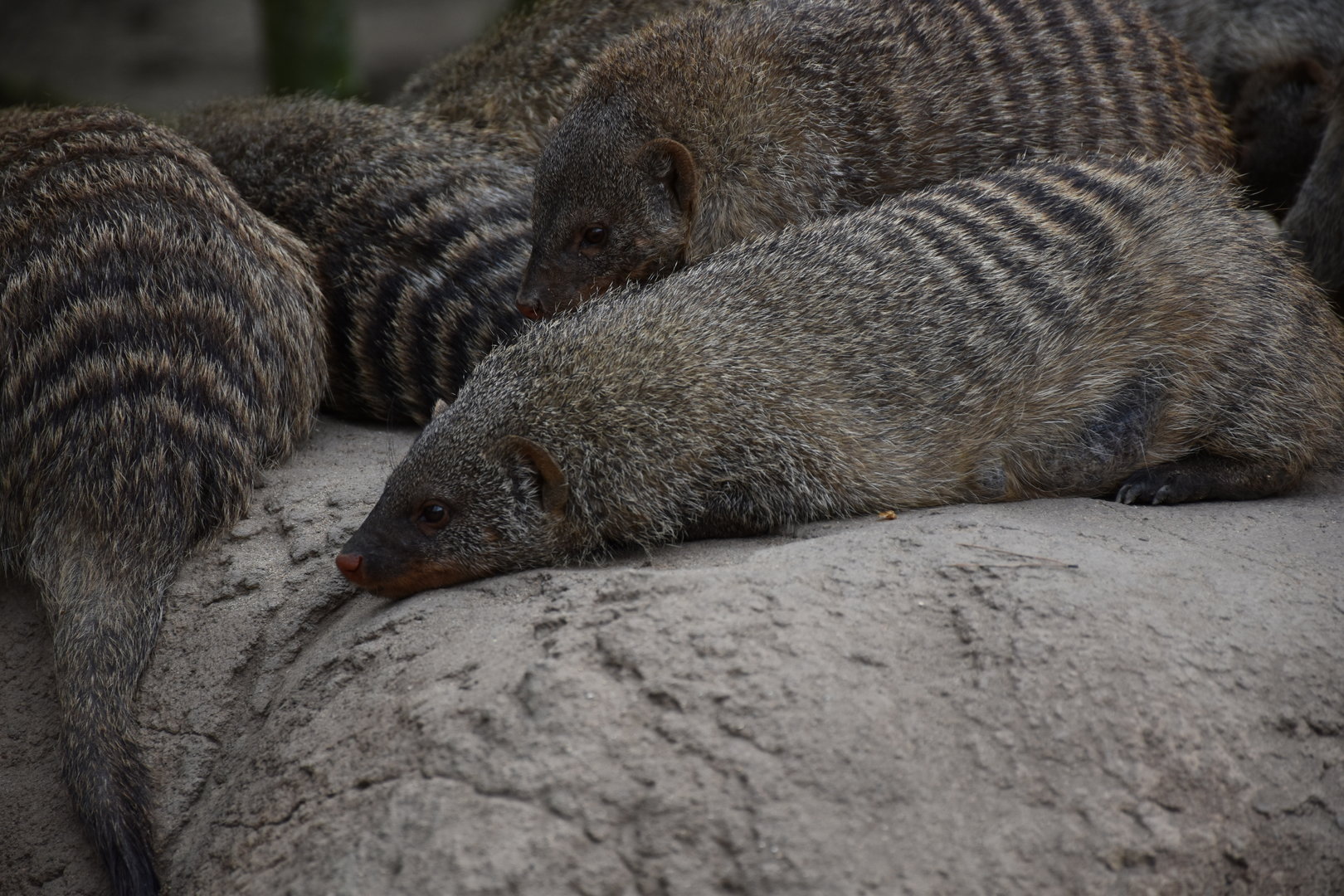 Banded mongoose