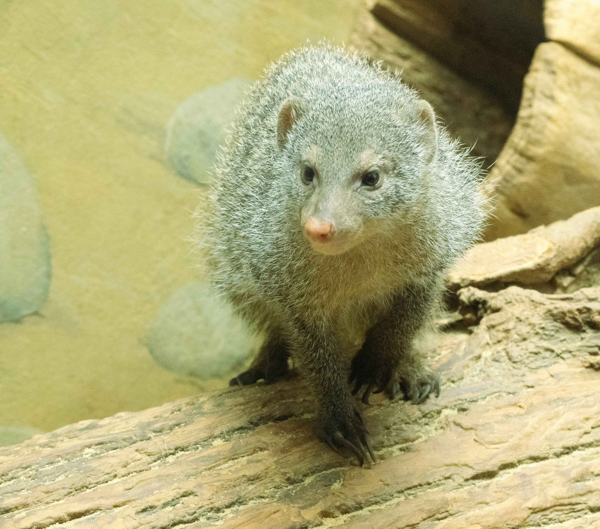 Banded Mongoose