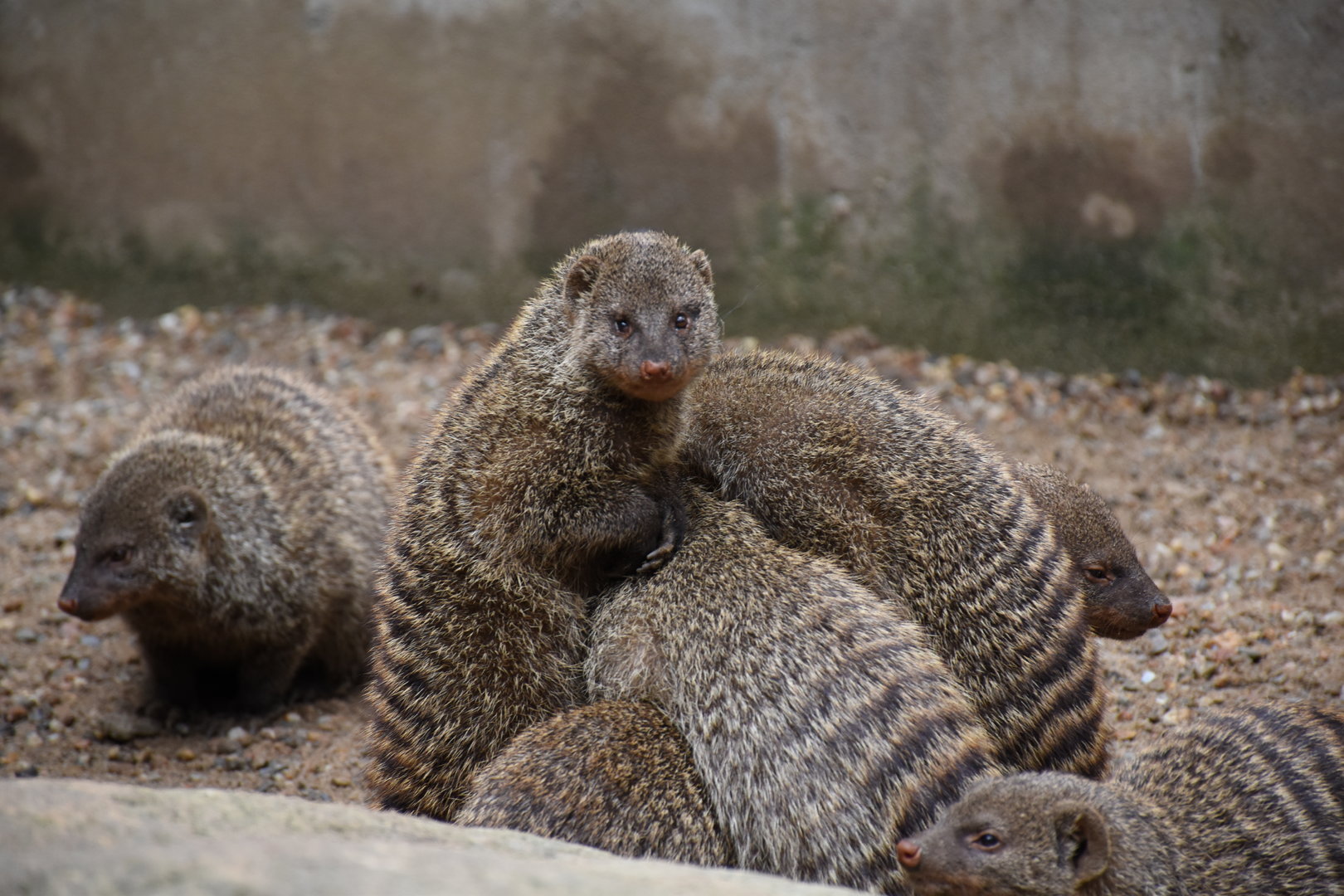 Banded mongoose
