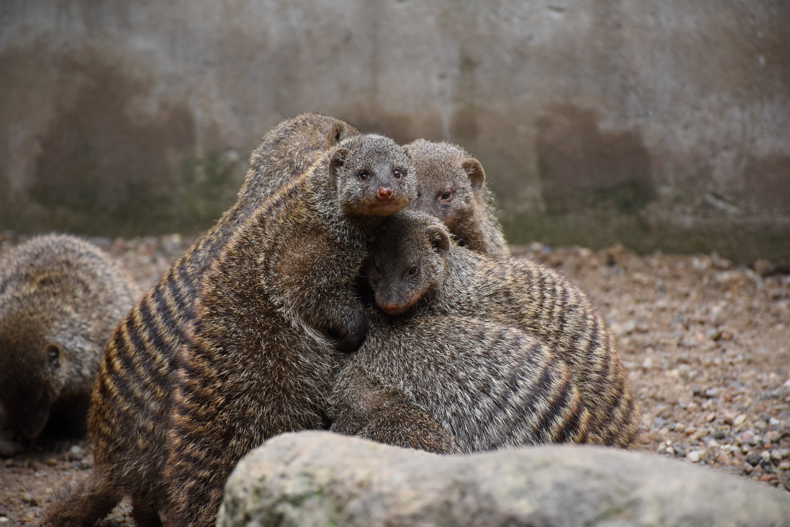 Banded mongoose