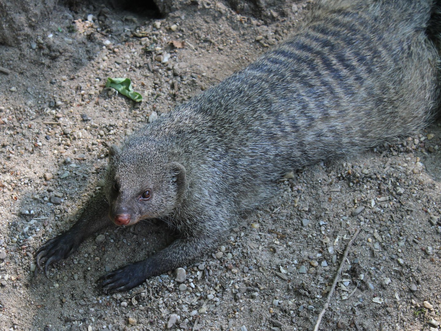 Banded mongoose