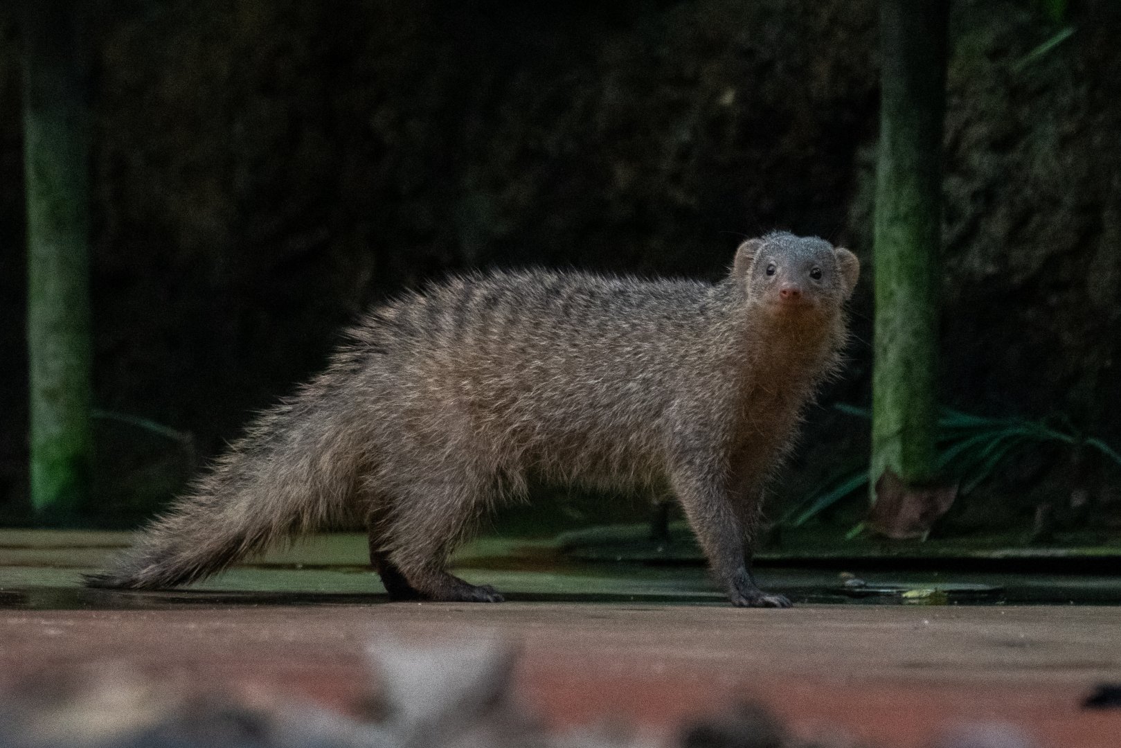 Banded mongoose