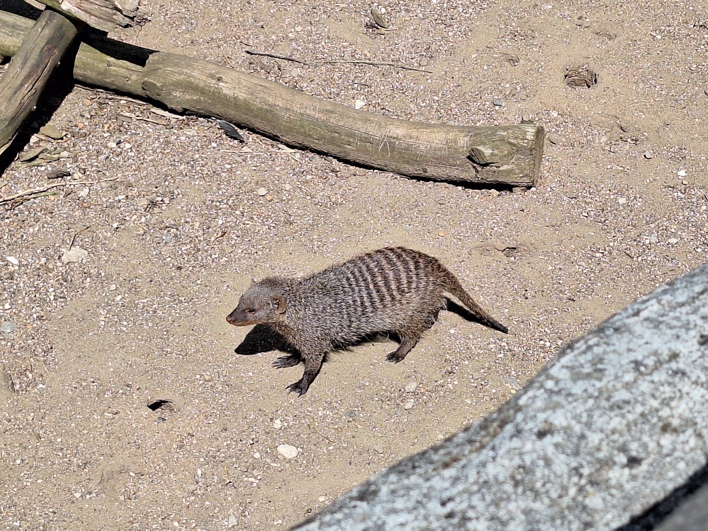 Banded Mongoose