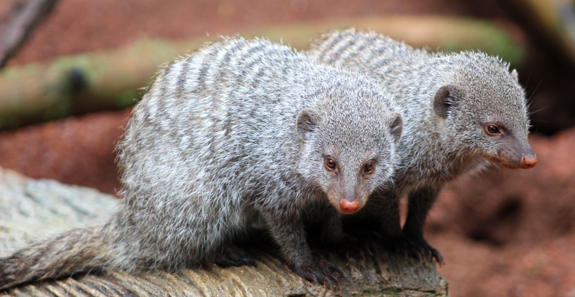 Banded Mongoose