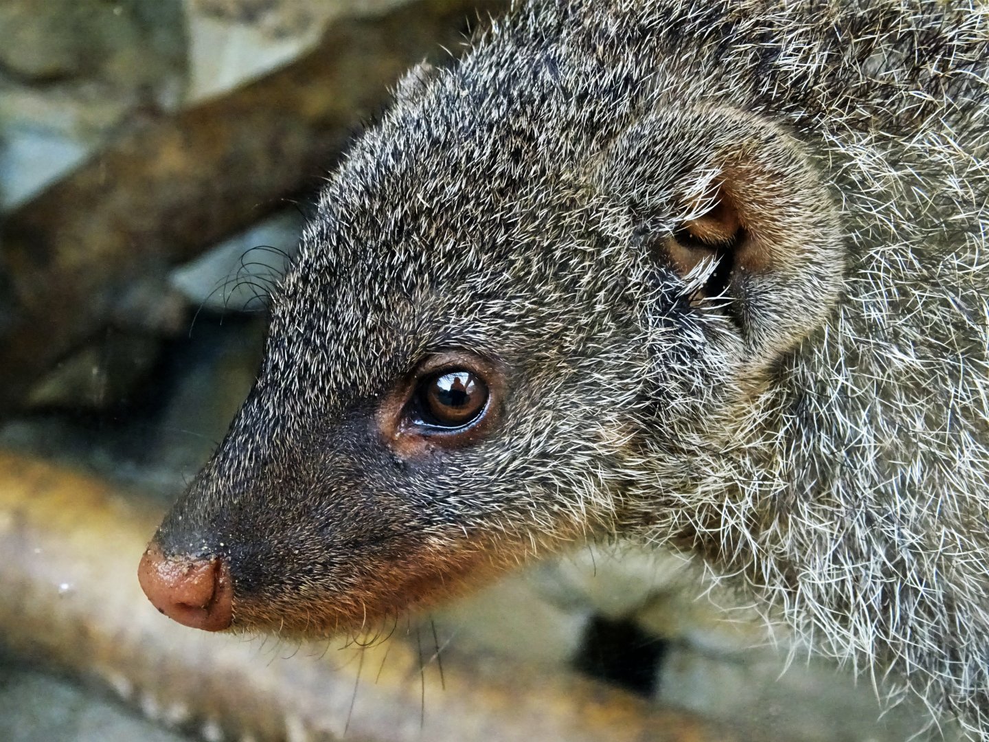 Banded mongoose