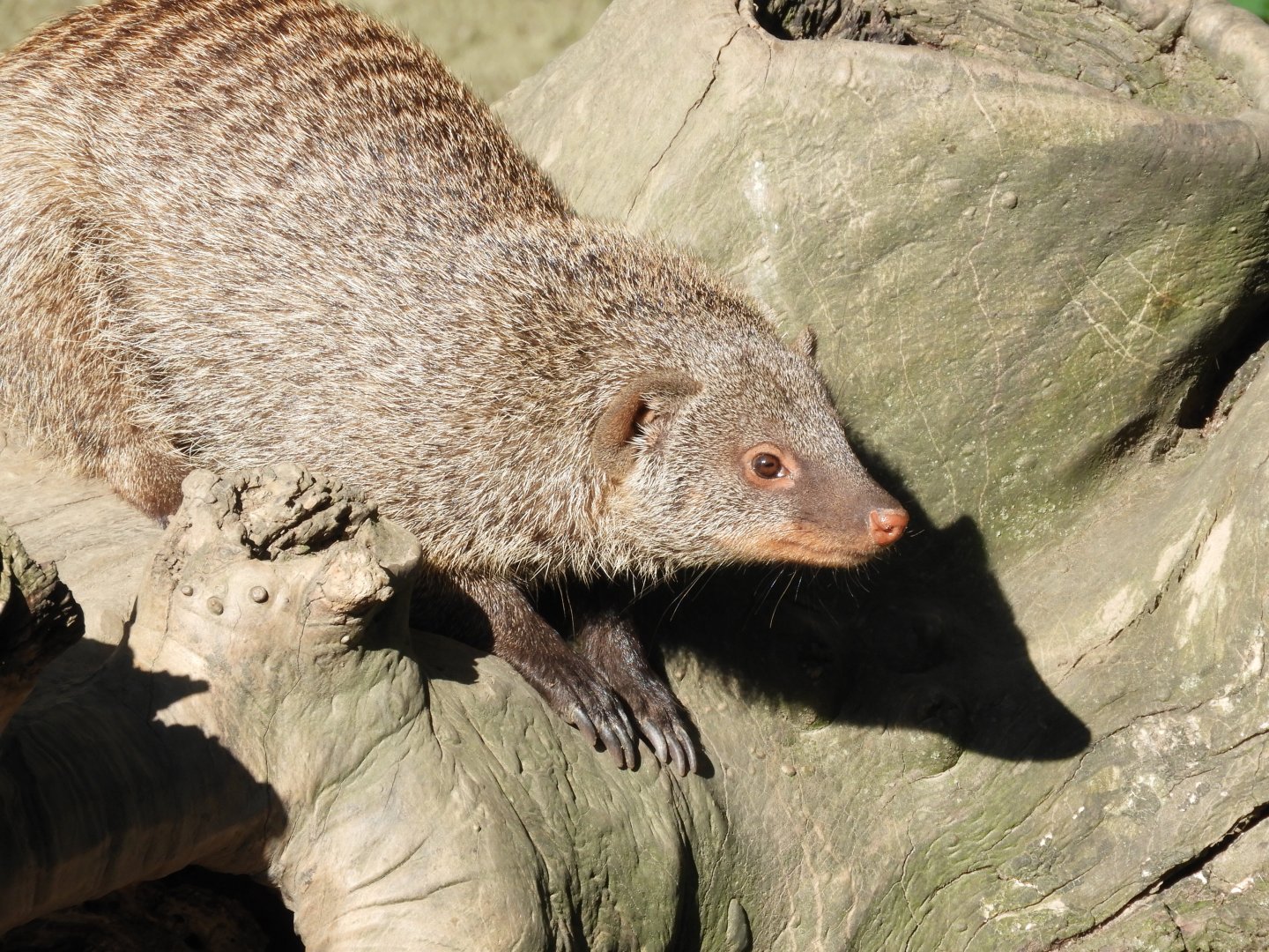 Banded mongoose