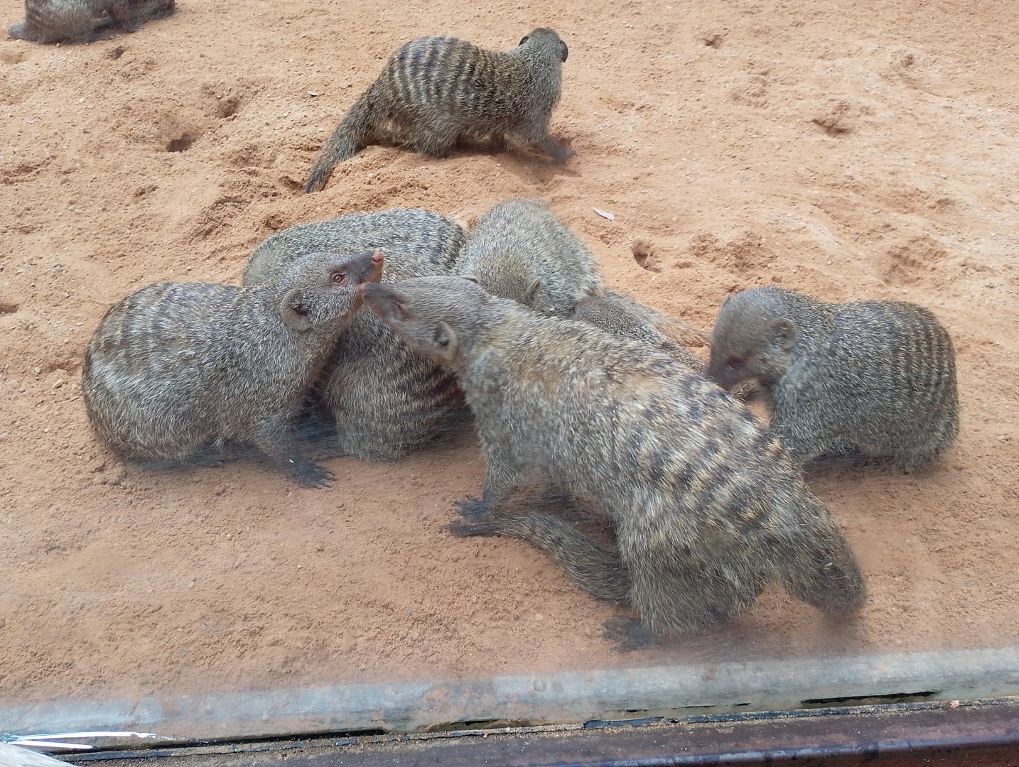Banded mongoose