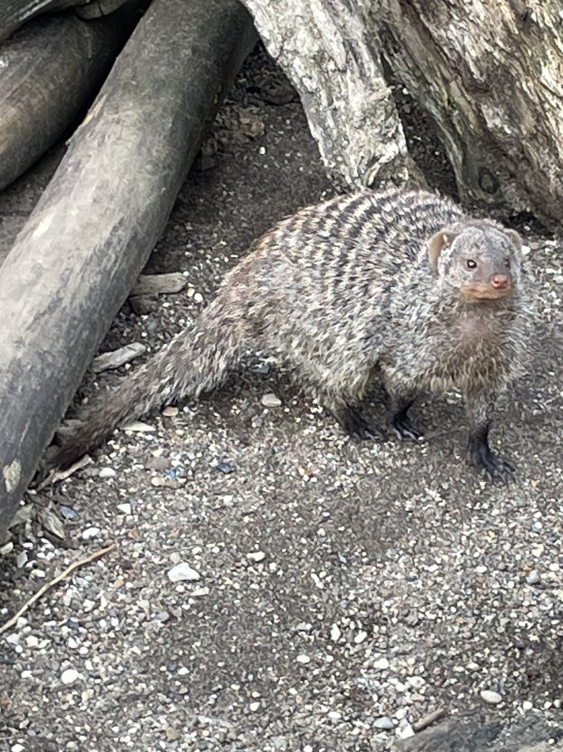 Banded Mongoose