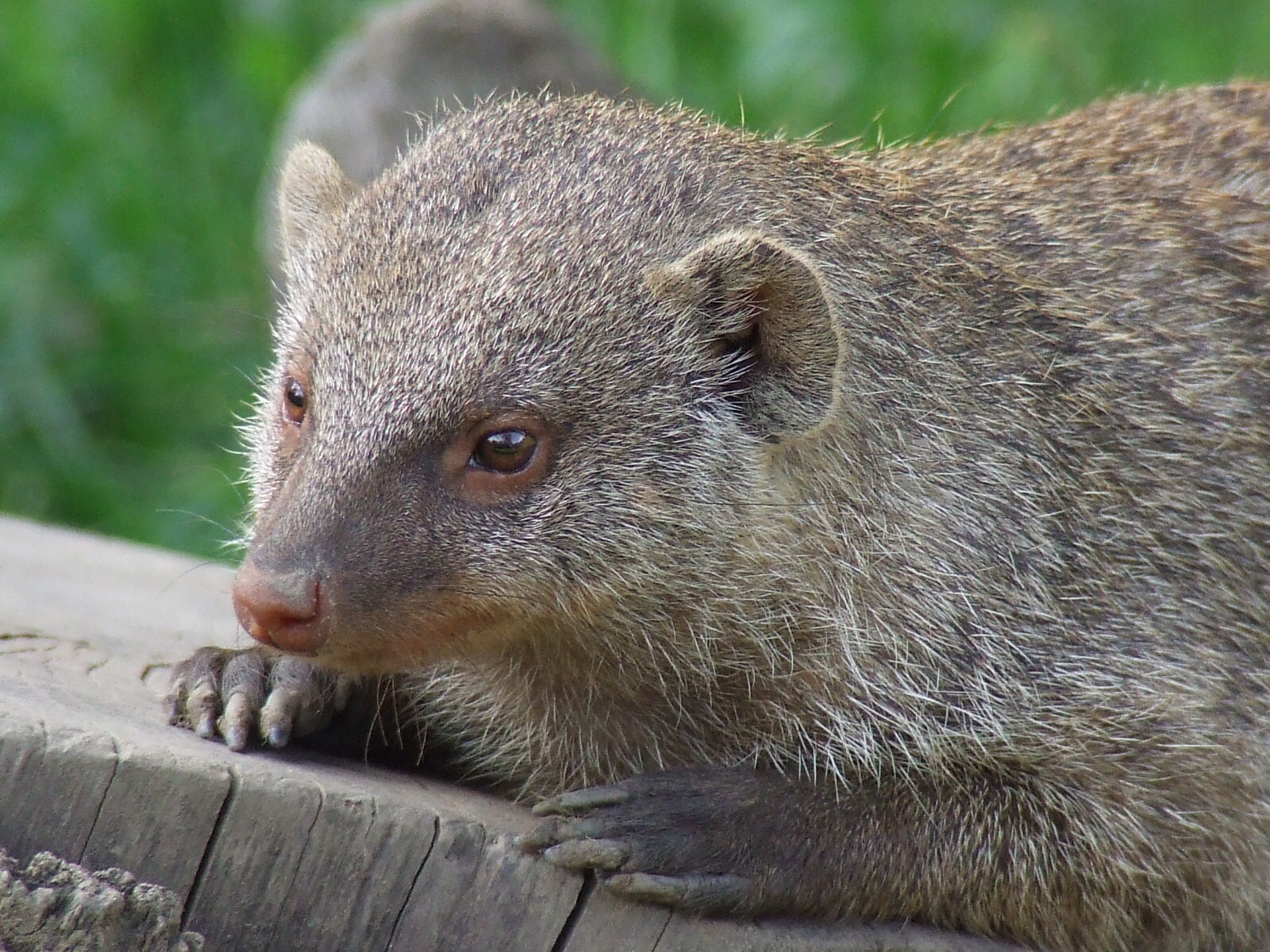 Banded Mongoose